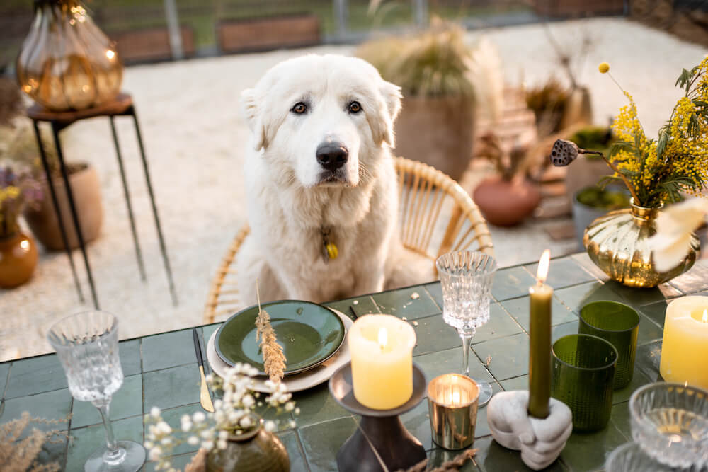 Read more about the article Candles for Pet Owners (Guide)